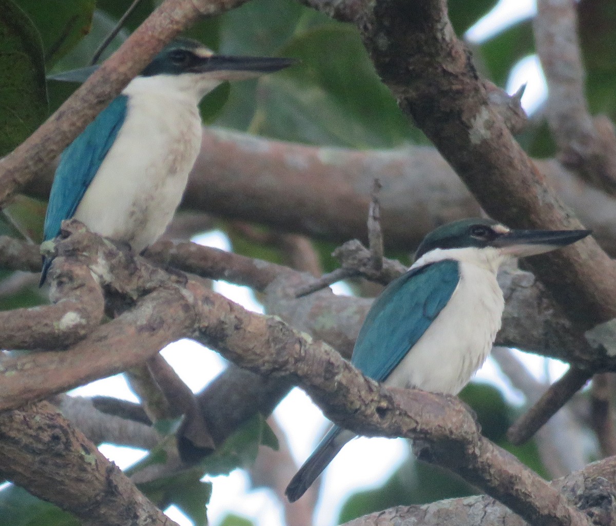 Collared Kingfisher - ML534668721