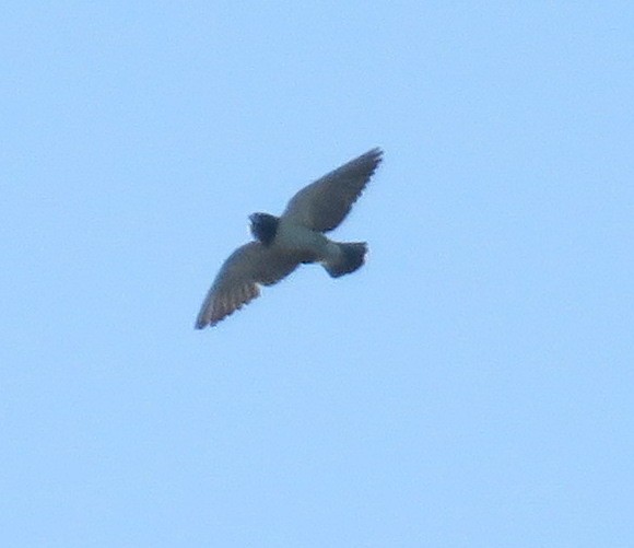 White-breasted Woodswallow - ML534668841