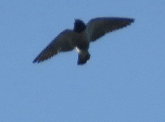 White-breasted Woodswallow - ML534668921