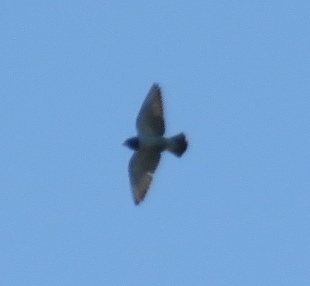 White-breasted Woodswallow - ML534668931