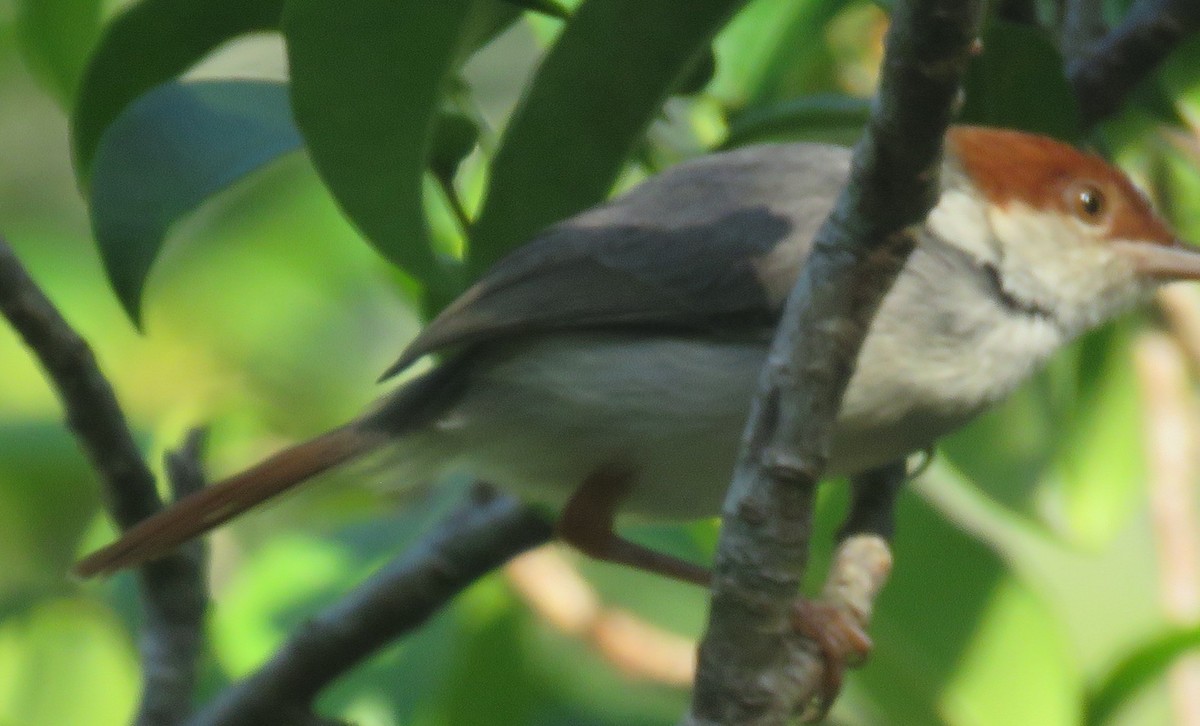 Rufous-tailed Tailorbird - ML534669211