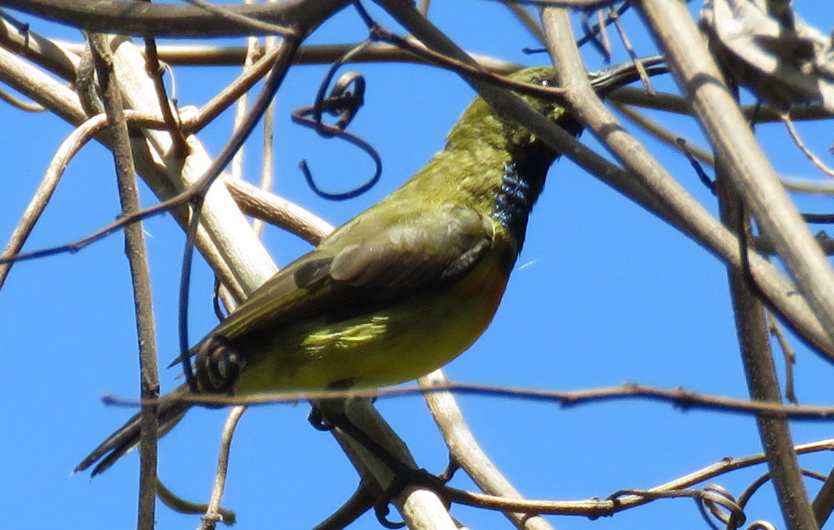 Palawan Sunbird - ML534669291