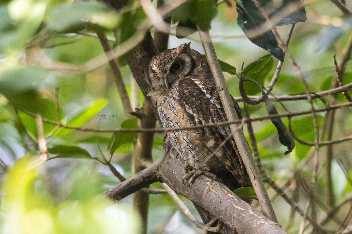 Tropical Screech-Owl - Jerome Foster