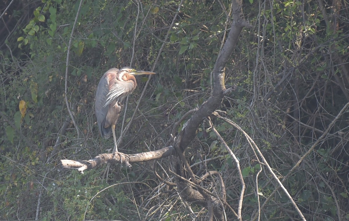 Purple Heron - ML534670201