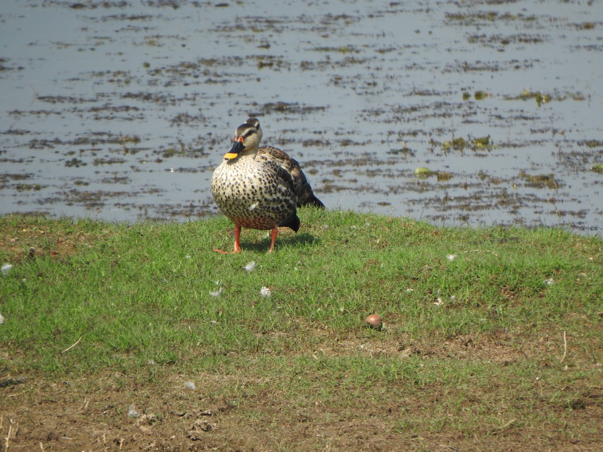 Indian Spot-billed Duck - ML534670311