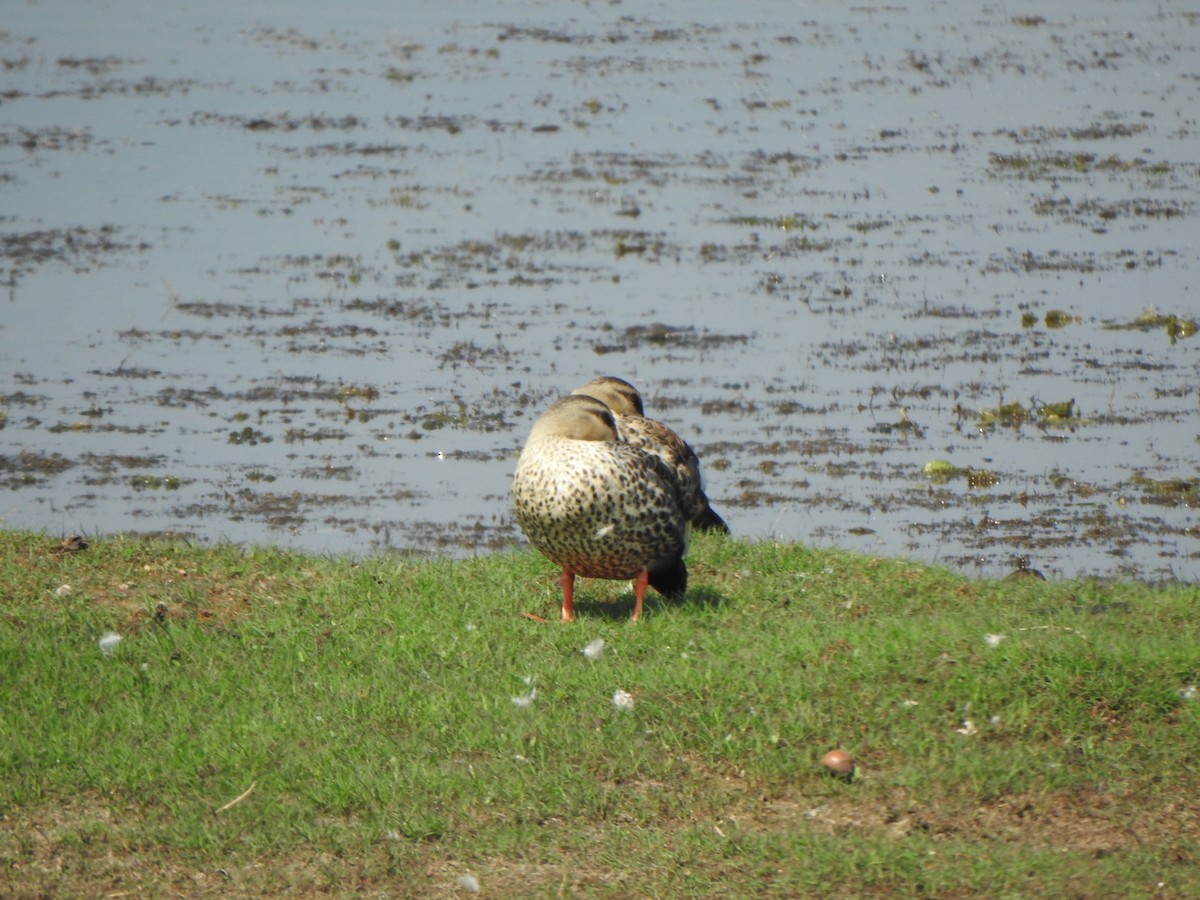 Indian Spot-billed Duck - ML534670341