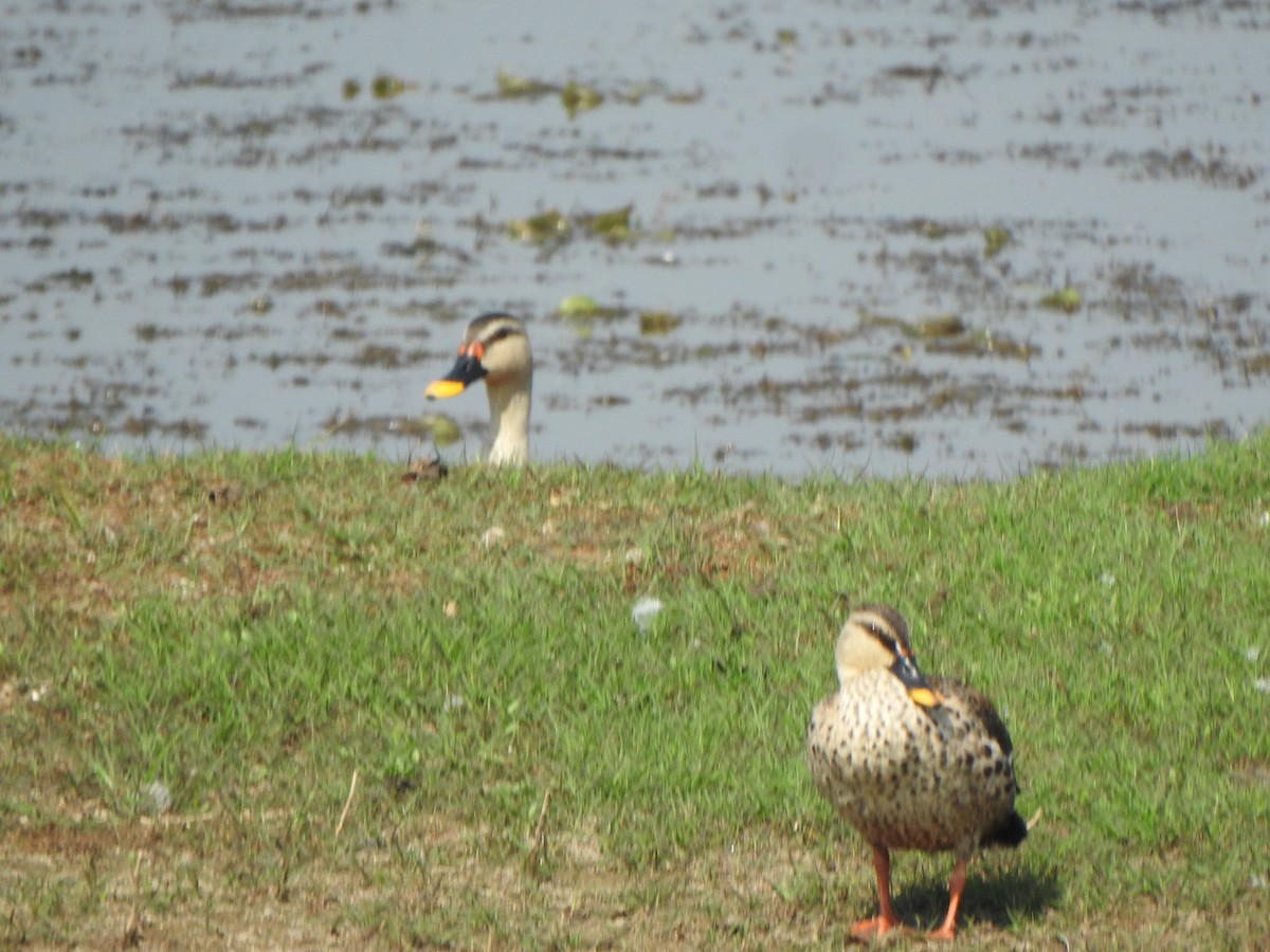 Indian Spot-billed Duck - ML534670451