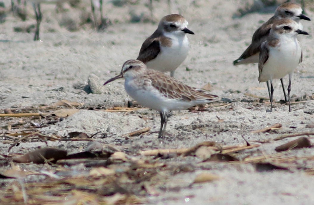 Broad-billed Sandpiper - ML534671641