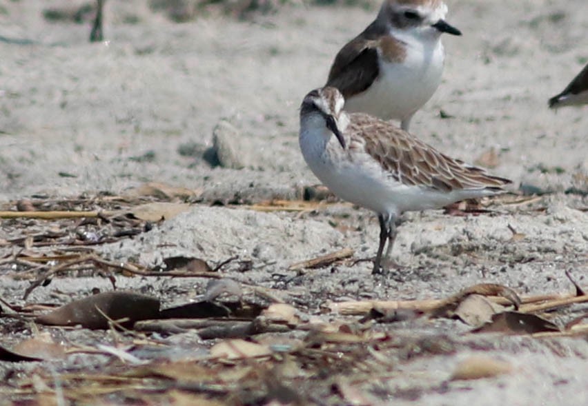 Broad-billed Sandpiper - ML534671651