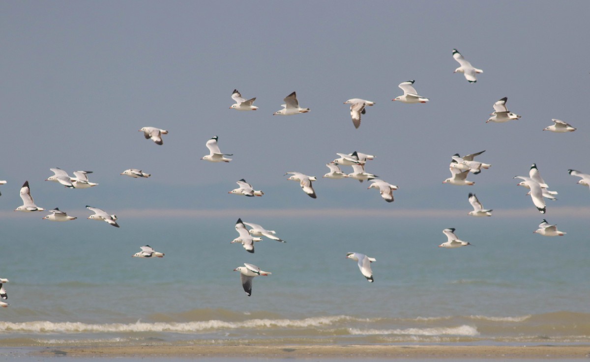 Brown-headed Gull - ML534672241