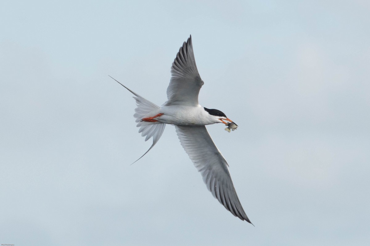 Forster's Tern - Philip Robinson