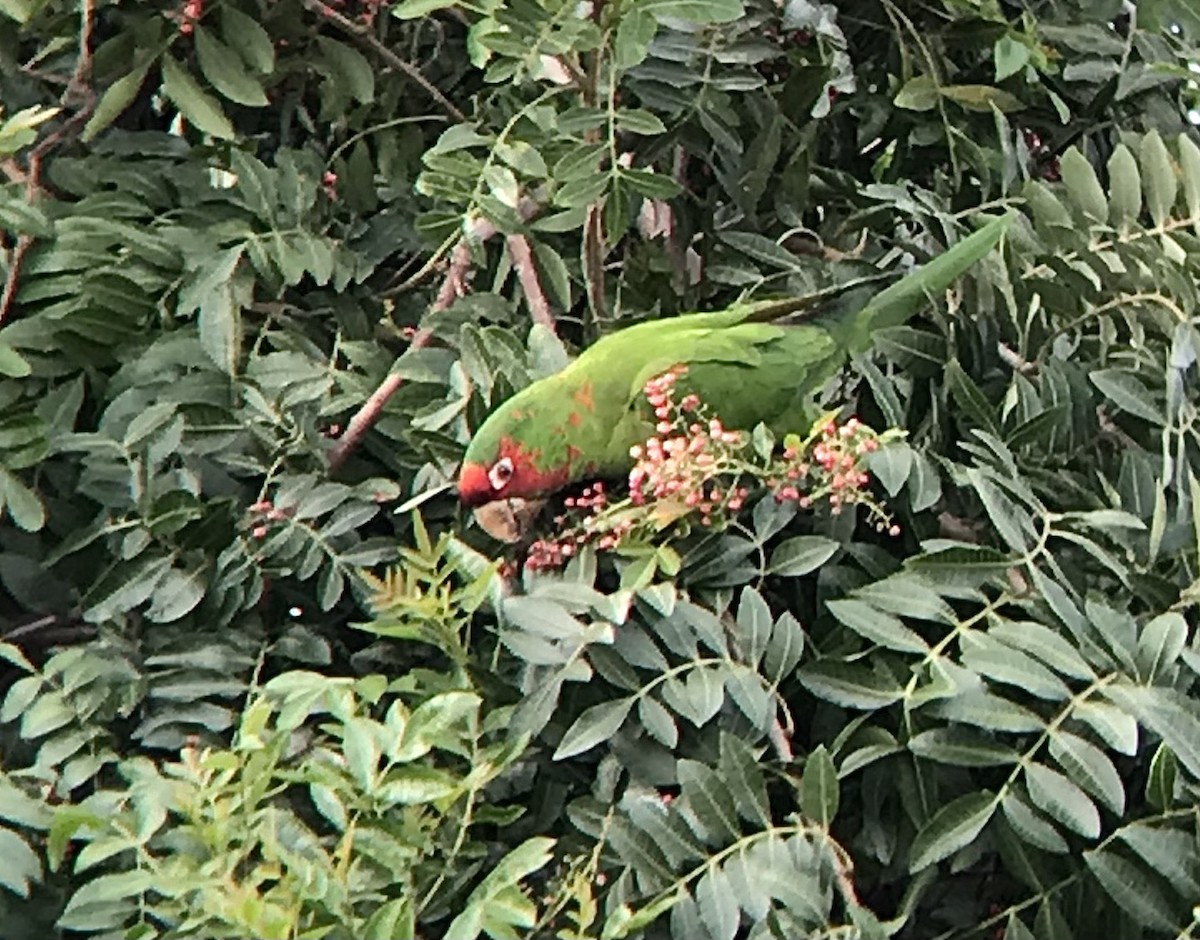 Mitred Parakeet - ML534672481