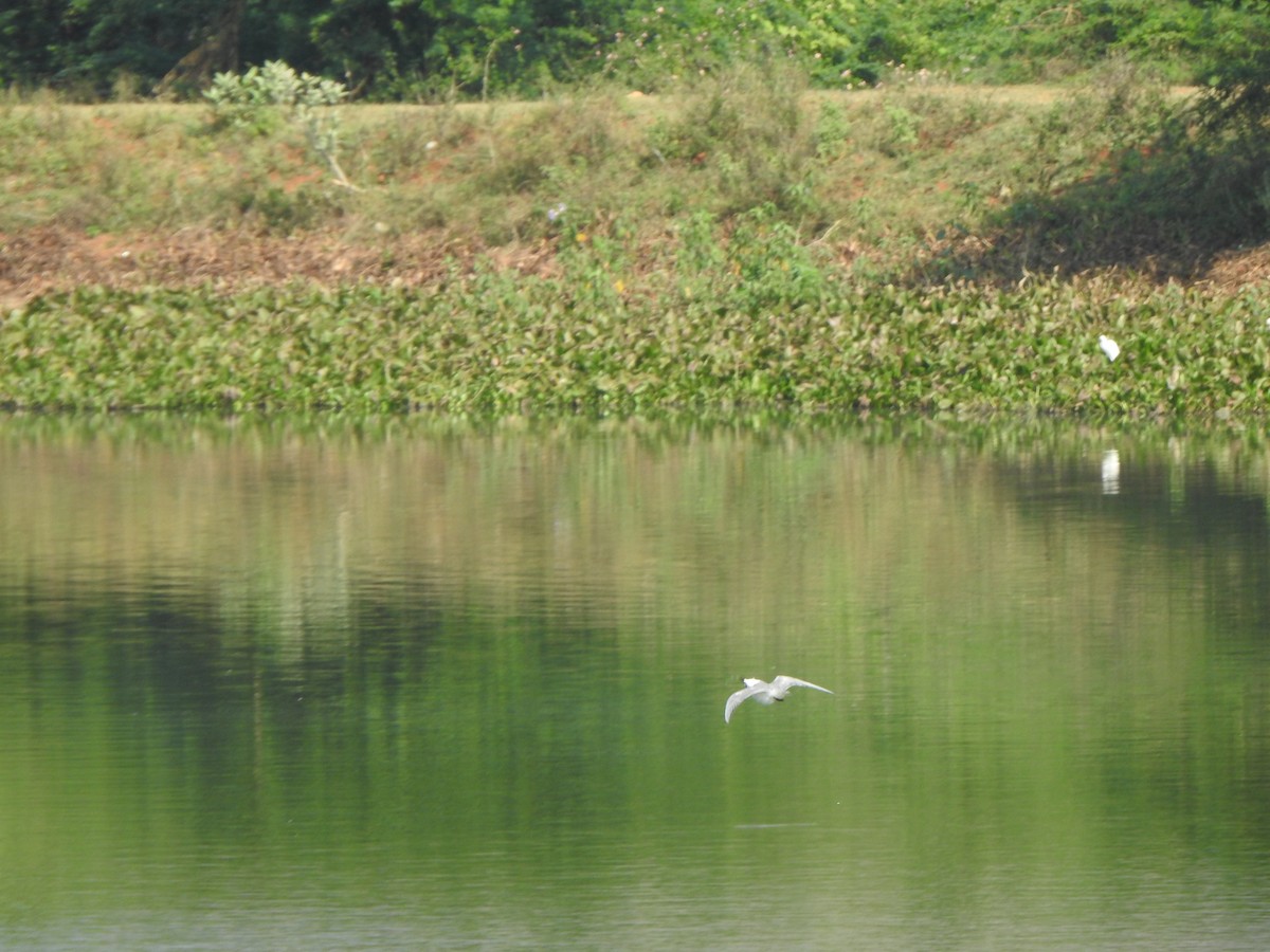 Whiskered Tern - ML534672501