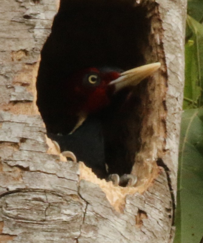 Pale-billed Woodpecker - logan kahle