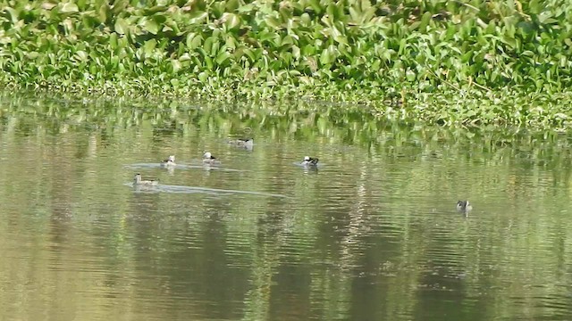 Cotton Pygmy-Goose - ML534672621