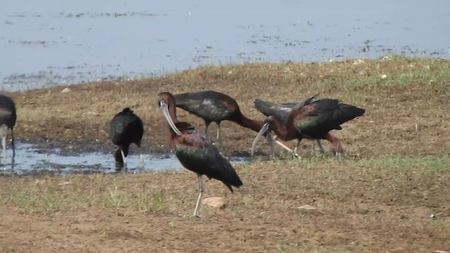 ibis hnědý - ML534672701