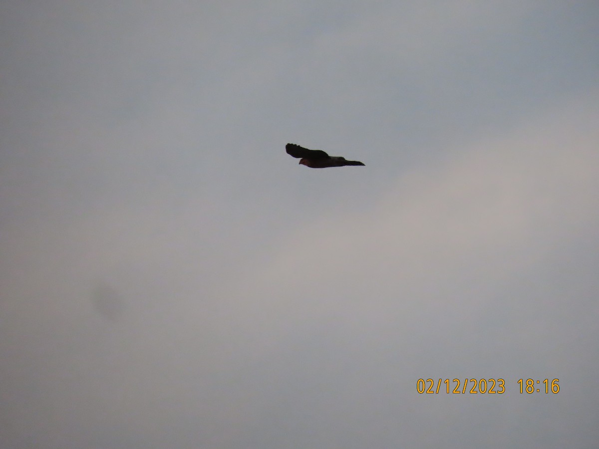 Eurasian Sparrowhawk - Ute Langner