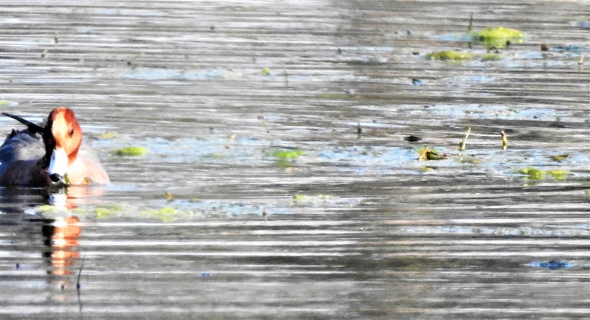 Eurasian Wigeon - Rajashree Kale