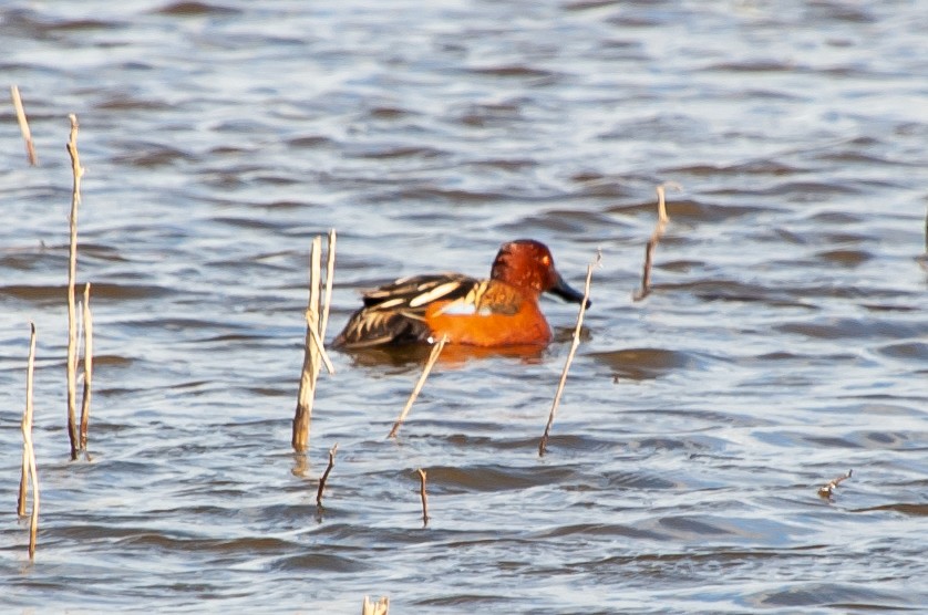 Cinnamon Teal - ML534673651