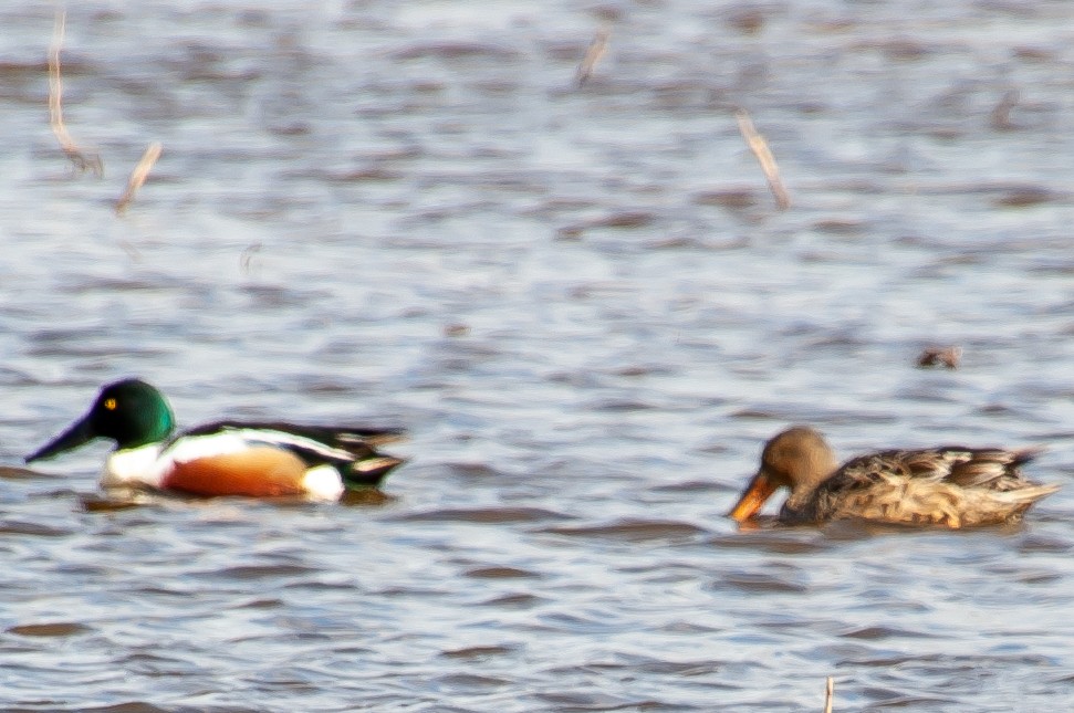 Northern Shoveler - ML534673661