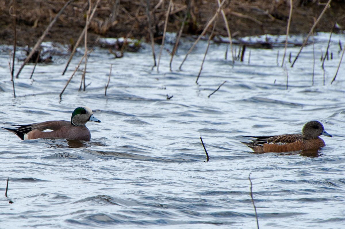 American Wigeon - ML534673721