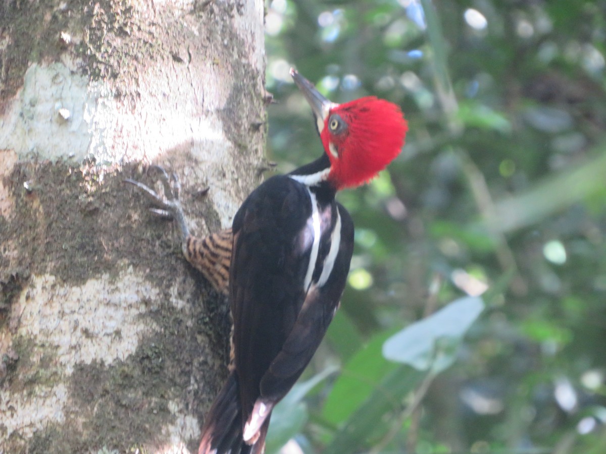 Crimson-crested Woodpecker - ML534673771
