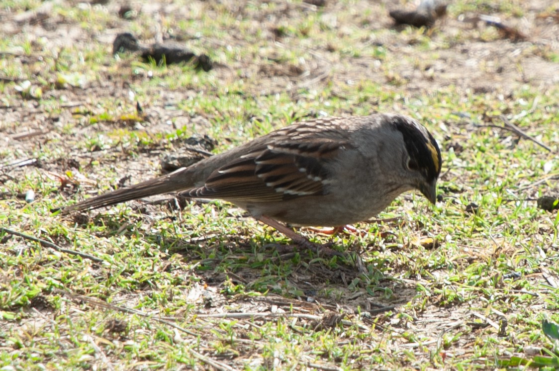 Golden-crowned Sparrow - ML534674071