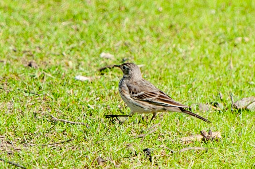 Pipit d'Amérique - ML534674121