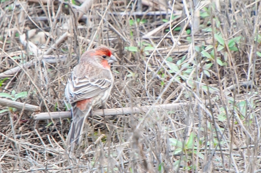 House Finch - ML534674141