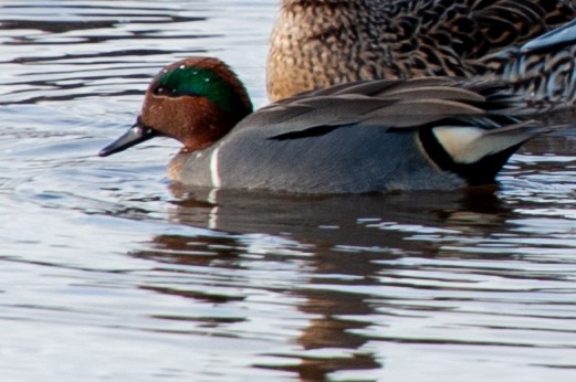 Green-winged Teal - ML534674181