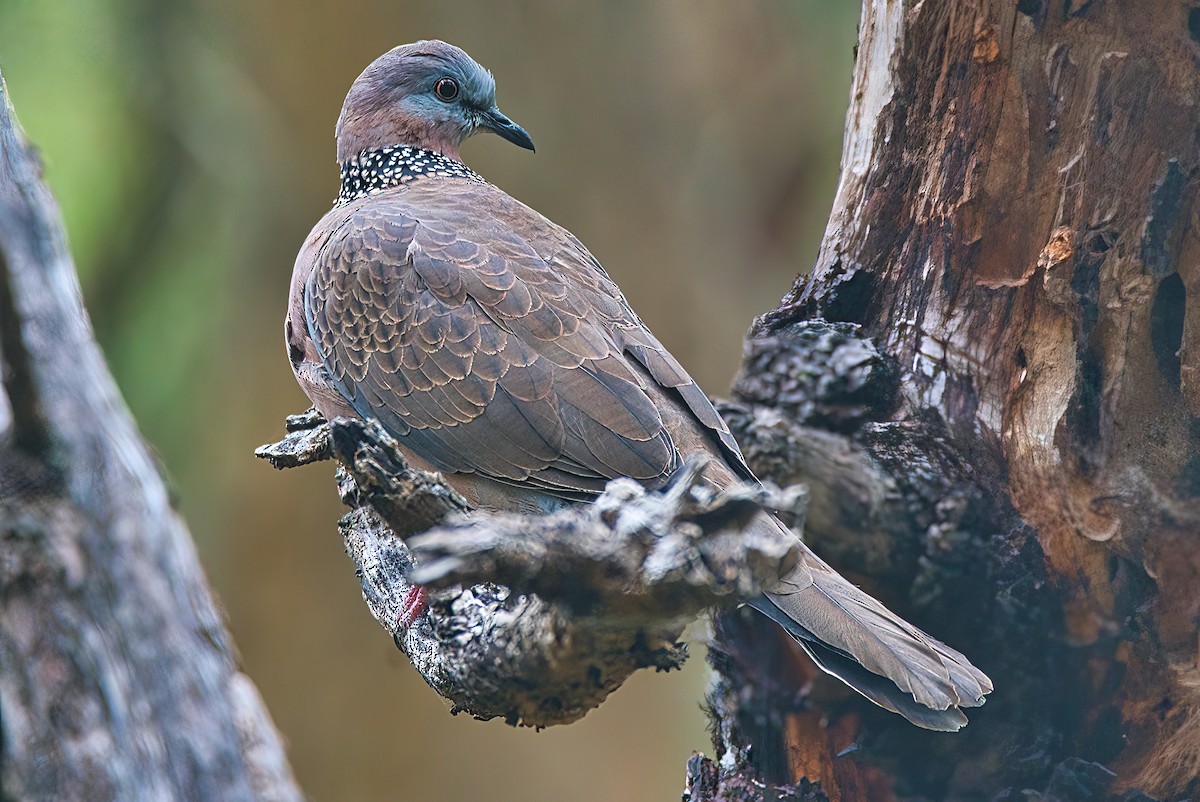 カノコバト（chinensis／tigrina） - ML534674411