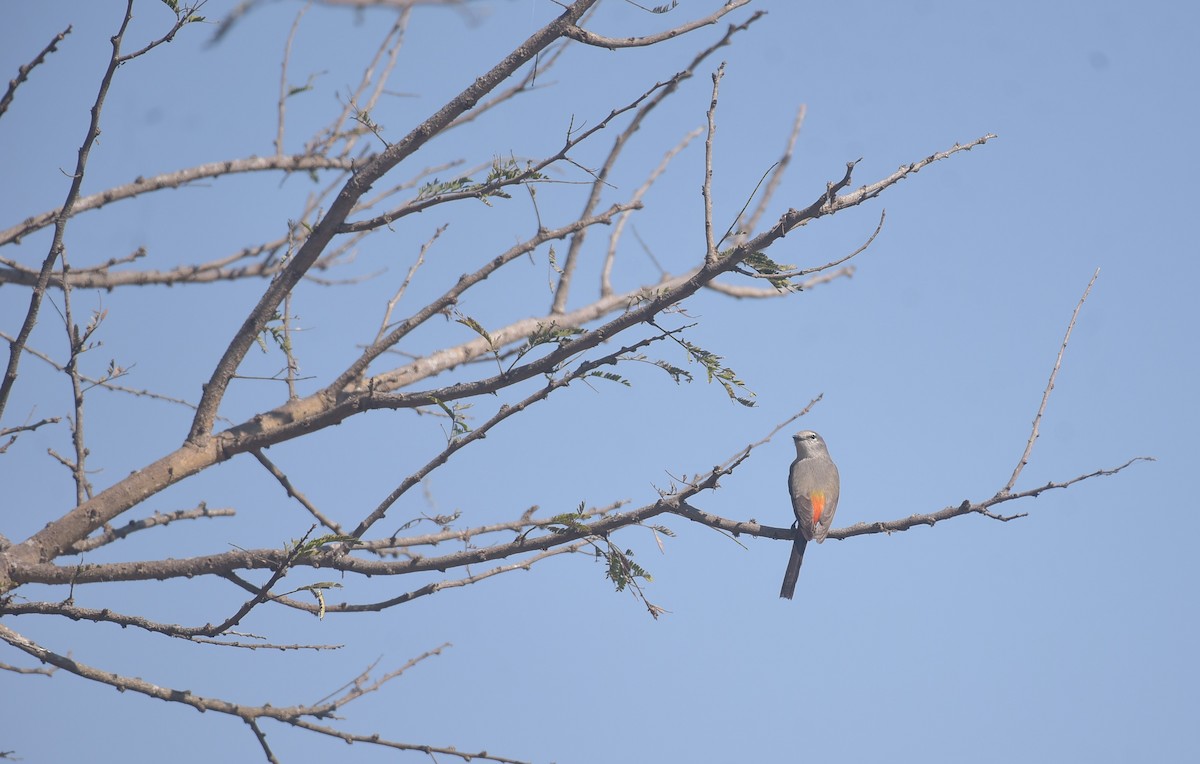 Small Minivet - ML534674681