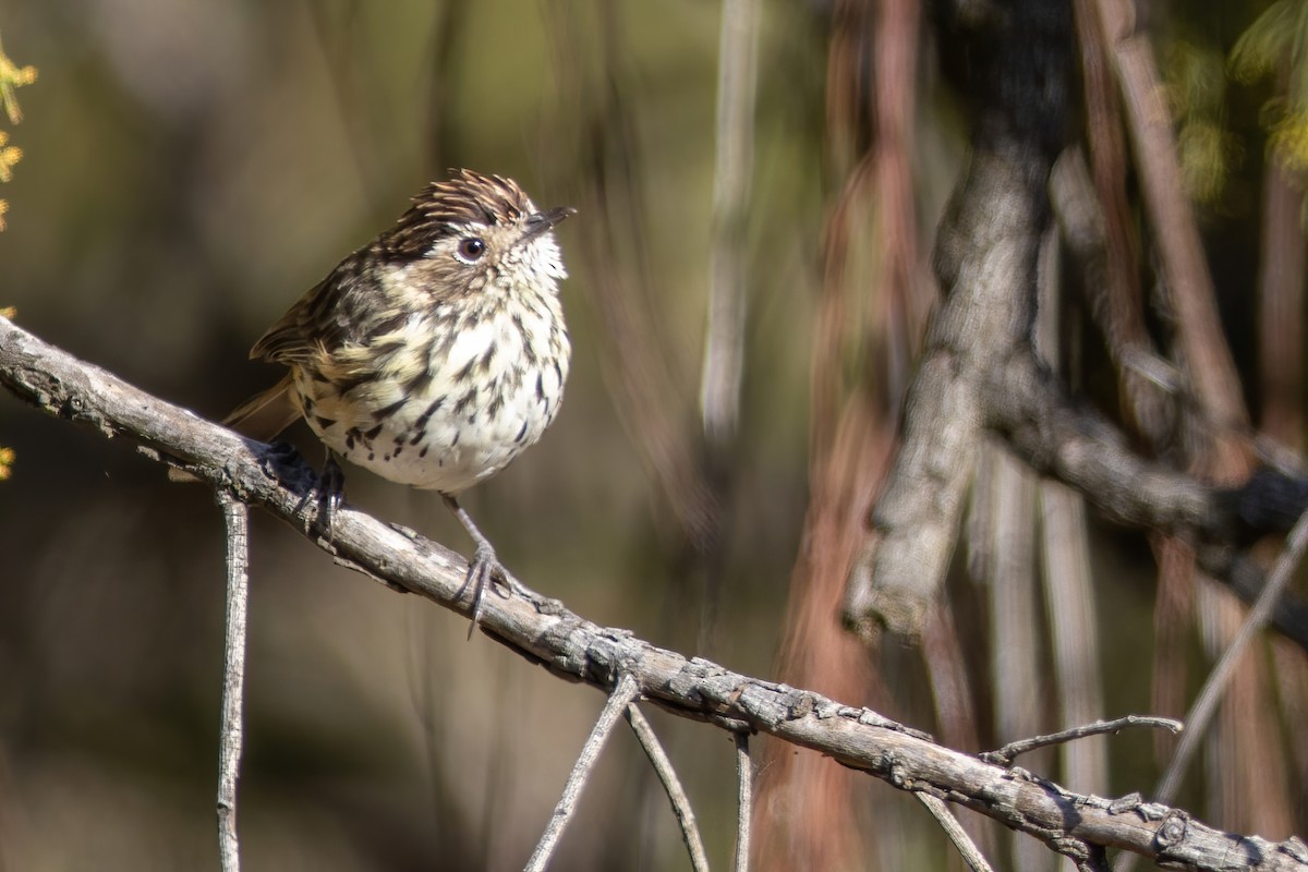 Speckled Warbler - ML534675531