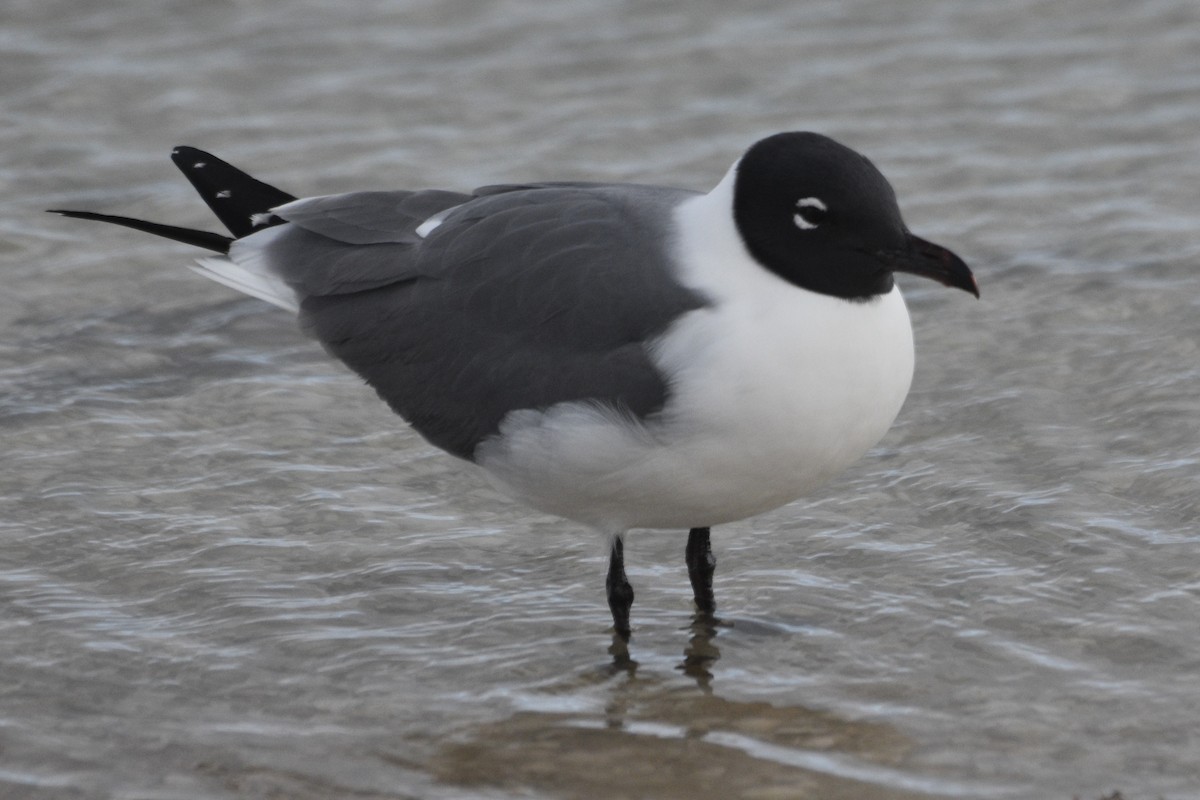 Laughing Gull - Tucker T