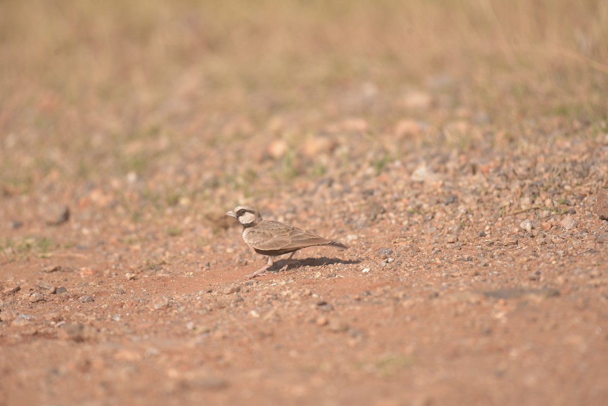 Ashy-crowned Sparrow-Lark - ML534678201