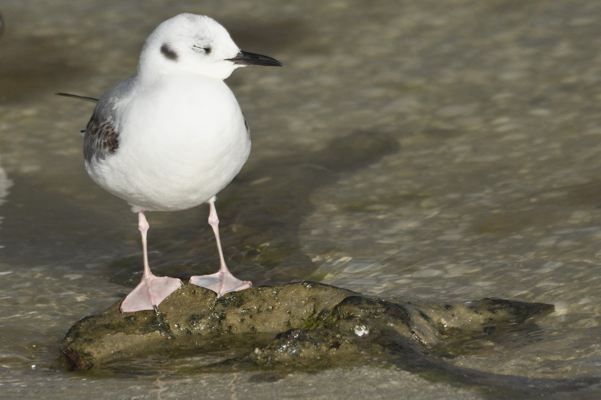 Bonaparte's Gull - Tucker T