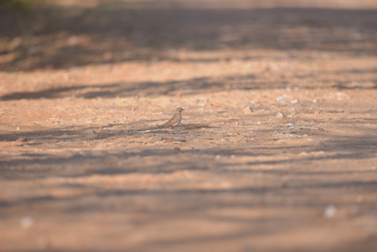 Paddyfield Pipit - ML534679111