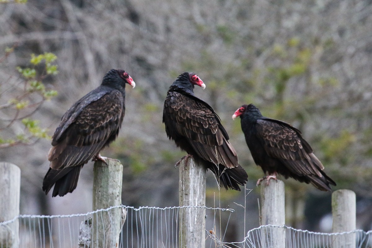 Turkey Vulture - ML534679261