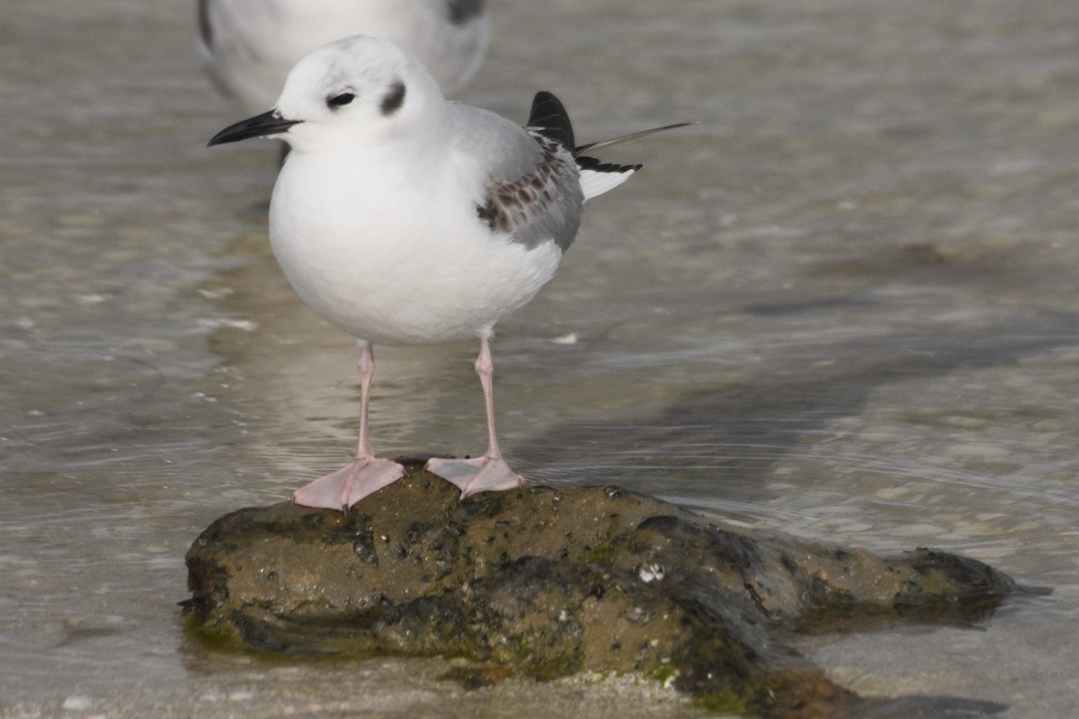 Gaviota de Bonaparte - ML534679271