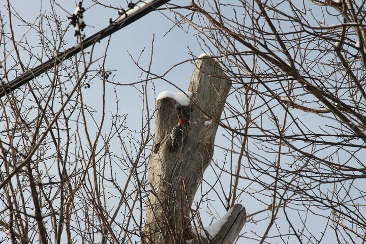 Red-bellied Woodpecker - ML53467931