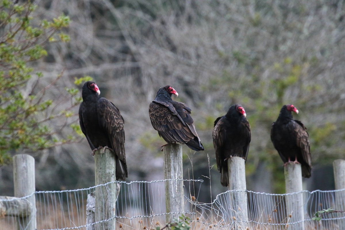 Turkey Vulture - Marie O'Shaughnessy