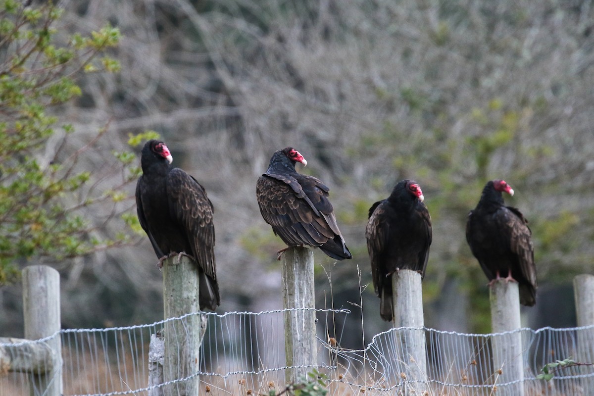 Turkey Vulture - ML534679391