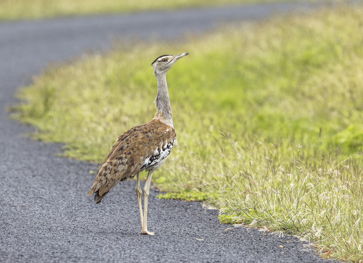 Australian Bustard - ML534679551