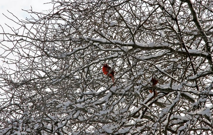 Northern Cardinal - ML53468051