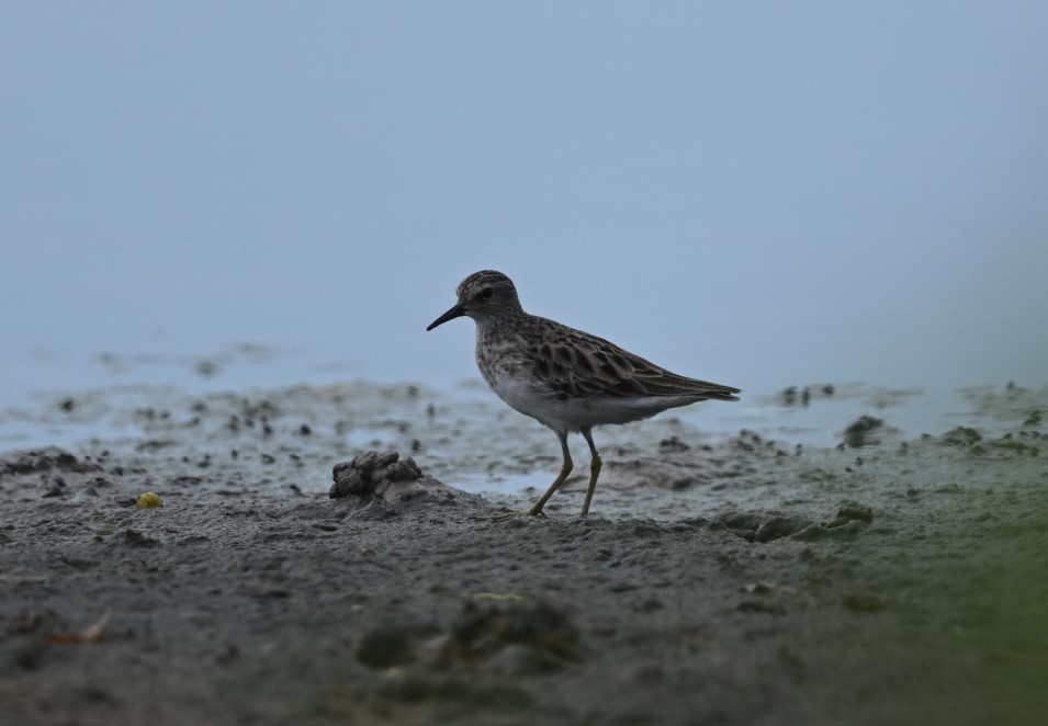 Langzehen-Strandläufer - ML534680711