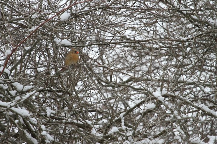 Northern Cardinal - ML53468161