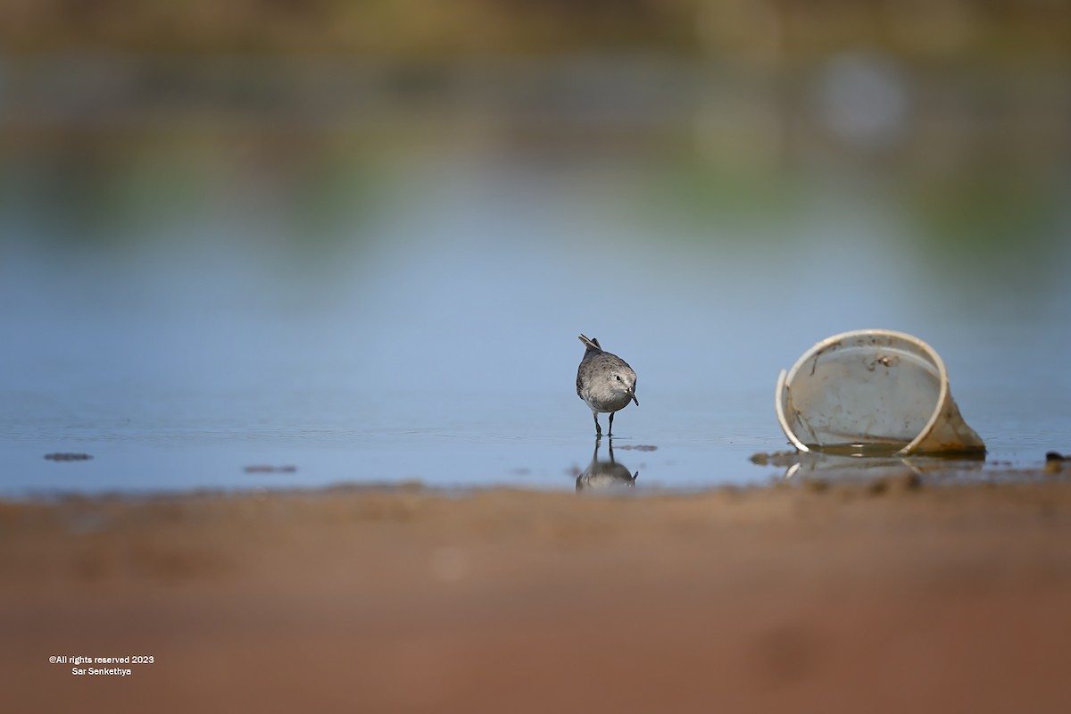 Temminck's Stint - ML534681791