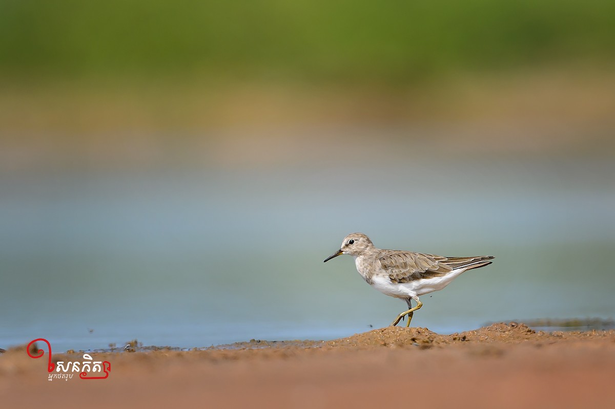 Temminck's Stint - ML534681801