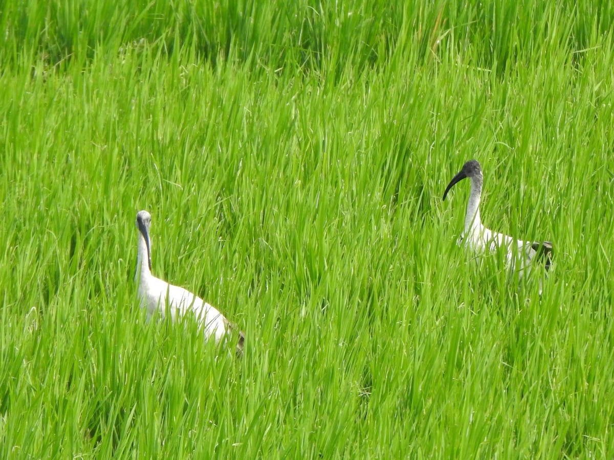 Black-headed Ibis - ML534682491