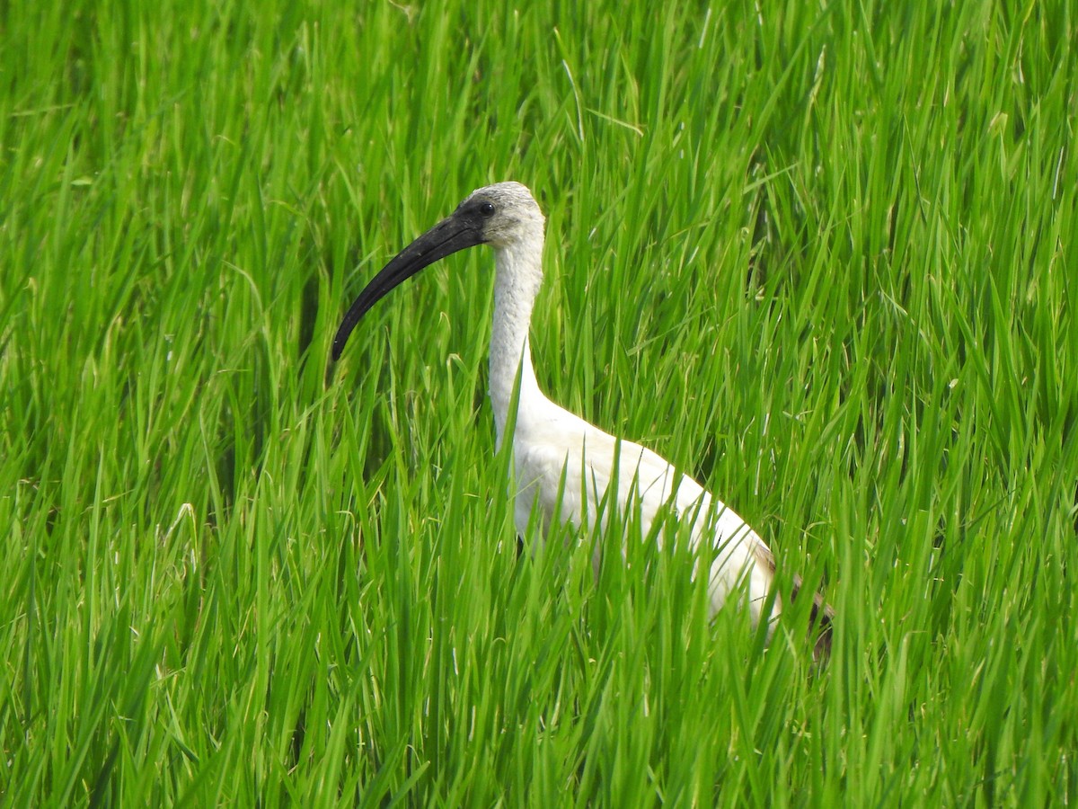 Black-headed Ibis - ML534682501